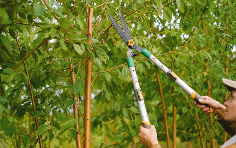 Tree trimming in Pomaria, SC