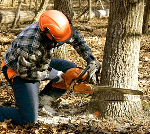 Tree Removal in Pomaria, SC